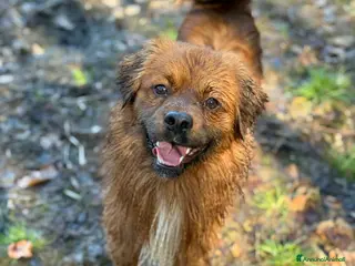 Meticcio cani FOX, nanetto super simpatico cerca famiglia! - Annuncio 3