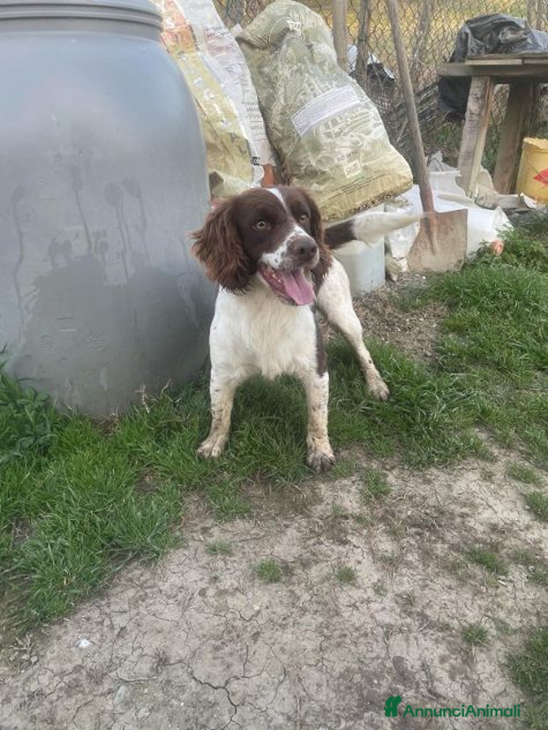 Meticcio cani in regalo: LUCIO simpatico! - Annuncio 3