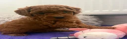 Barboncino Toy cani in vendita: Cuccioli di barboncino toy rossi - Annuncio 2