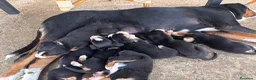 Grande Bovaro Svizzero cani in vendita: Grandi cuccioli di cane svizzero - Annuncio 2
