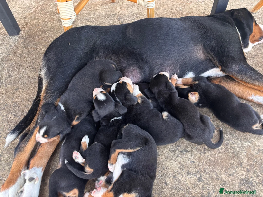 Grande Bovaro Svizzero cani in vendita: Grandi cuccioli di cane svizzero - Annuncio 2