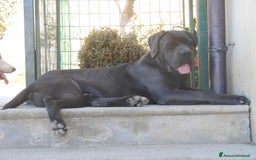 Cane Corso cani in vendita: cuccioli e cuccioloni  di cane corso  a Provincia di Cuneo - Immagine 9