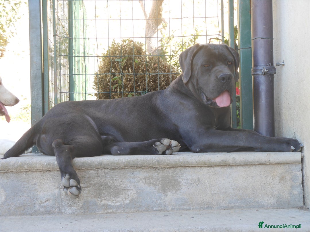 Cane Corso cani in vendita: cuccioli e cuccioloni  di cane corso  a Provincia di Cuneo - Immagine 9