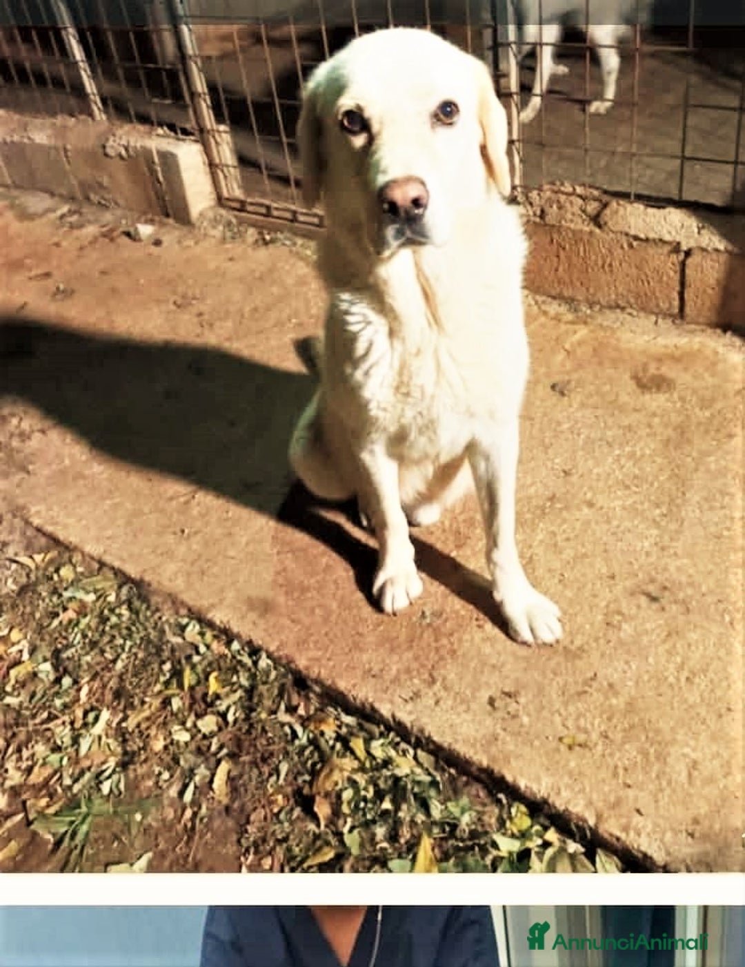 Labrador cani in regalo: ADOZIONI DEL CUORE: Appello urgente per Labrador  - Annuncio 3