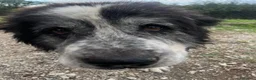 Meticcio cani in regalo: HULK adora le carezze tg grande - Annuncio 3