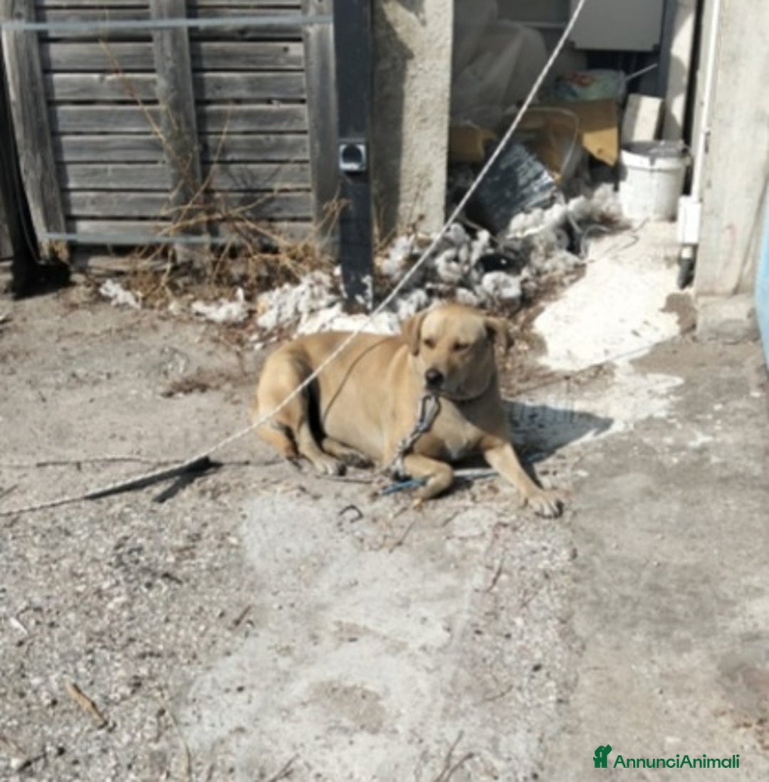 Meticcio cani in regalo: Leila 3anni sui 20kg a catena,NN LA VOGLIONO +!SUD - Annuncio 4