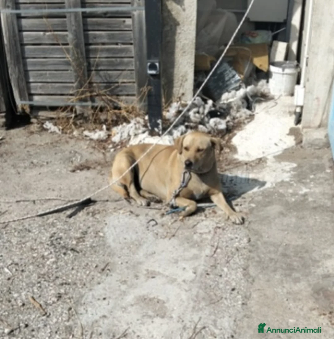 Meticcio cani in regalo: Leila 3anni sui 20kg a catena,NN LA VOGLIONO +!SUD - Annuncio 4