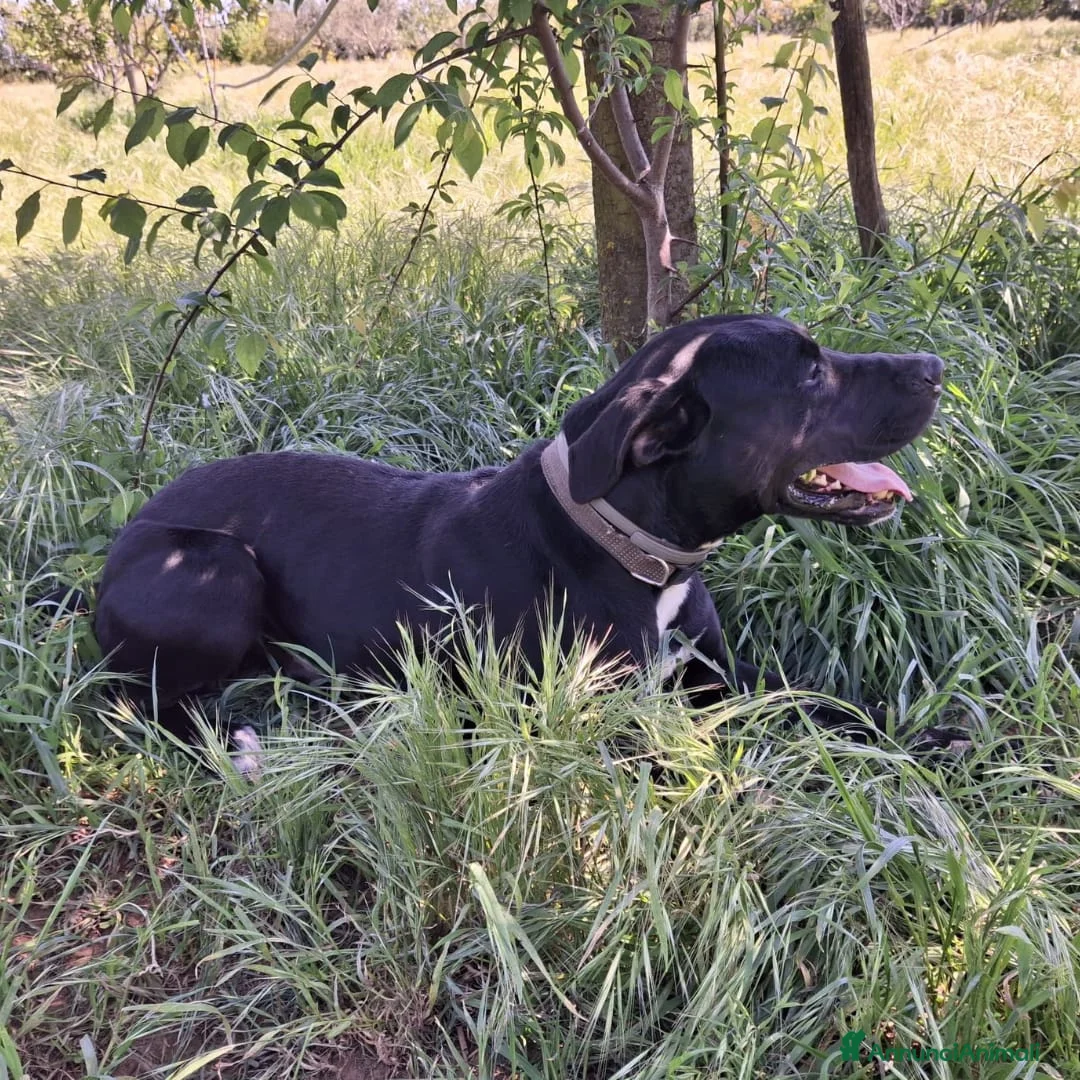 Meticcio cani in regalo: BENNY 💙 il canile gli va stretto. a Provincia di Reggio Emilia - Annuncio 4