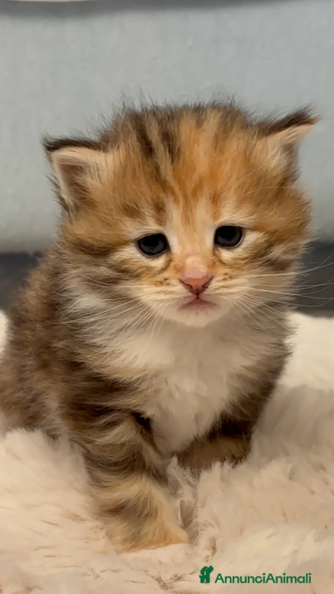 Siberiano gatti in vendita: Siberiano gattino ipoallergenico - Annuncio 11