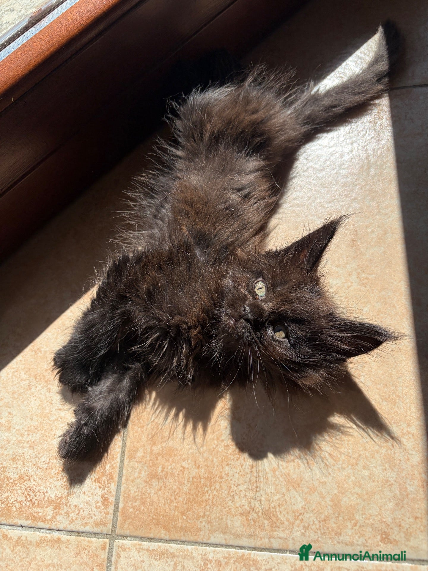 Maine Coon gatti Femminucce black con pedigree  - Annuncio 14