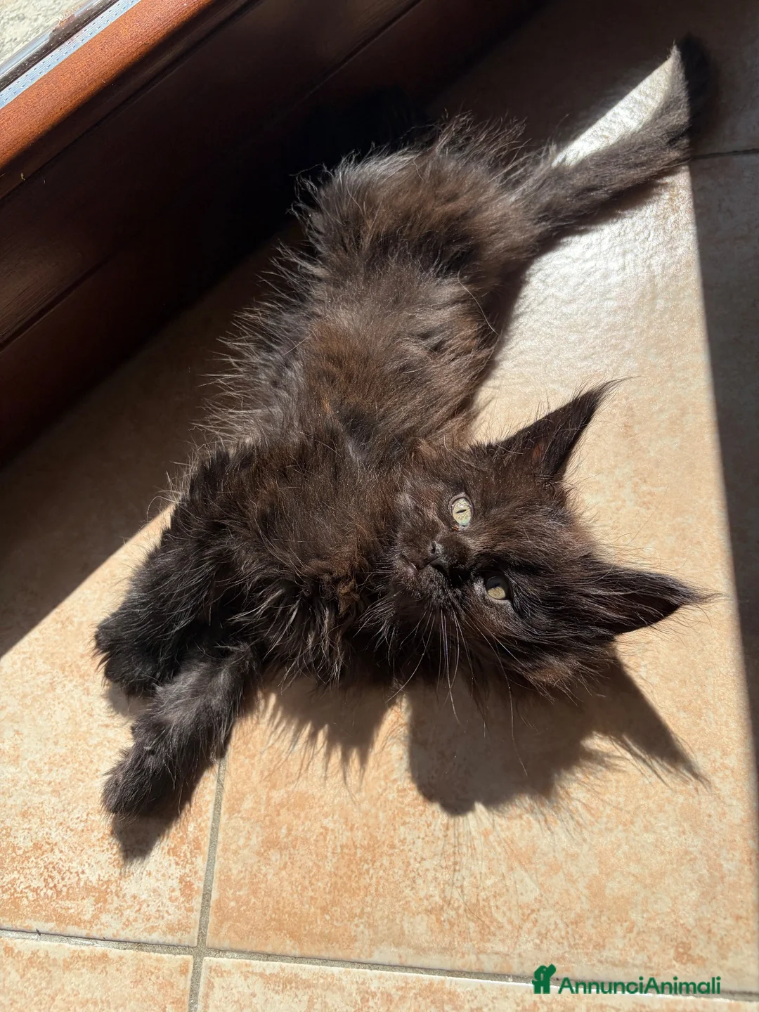 Maine Coon gatti in vendita: Femminucce black con pedigree  - Annuncio 1