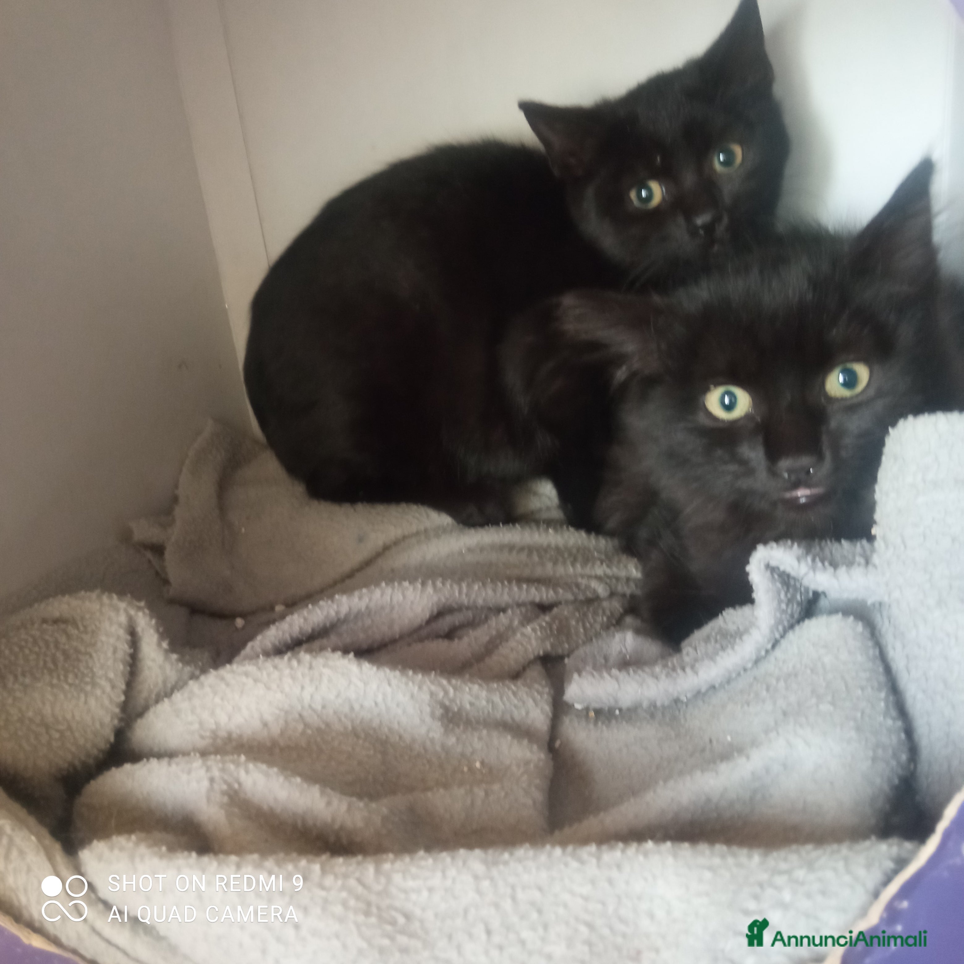 Europeo gatti Due fratellini cercano casa - Annuncio 26