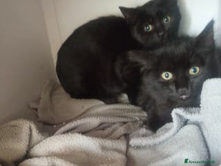 Europeo gatti Due fratellini cercano casa - Annuncio 26