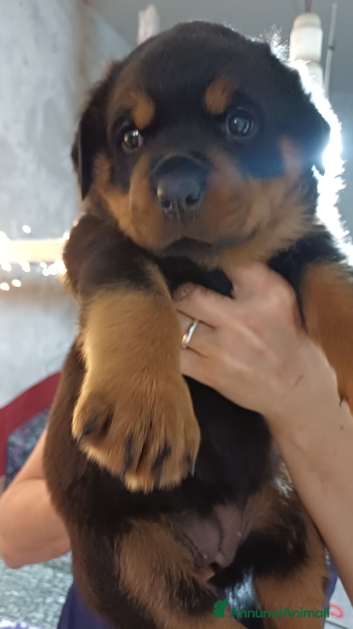 Rottweiler cani Cuccioli rotweiler in vendita  - Annuncio 2