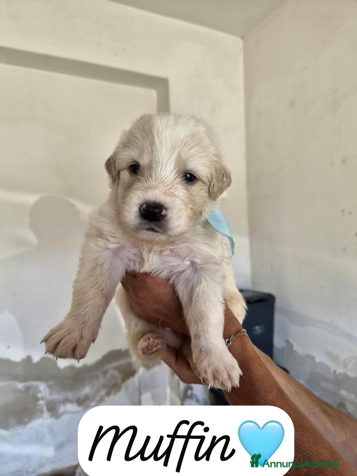 Meticcio cani Muffin tenero cucciolo simil pastore australiano  - Annuncio 38