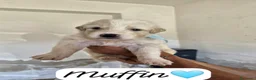 Meticcio cani in regalo: Muffin tenero cucciolo simil pastore australiano  - Annuncio 1