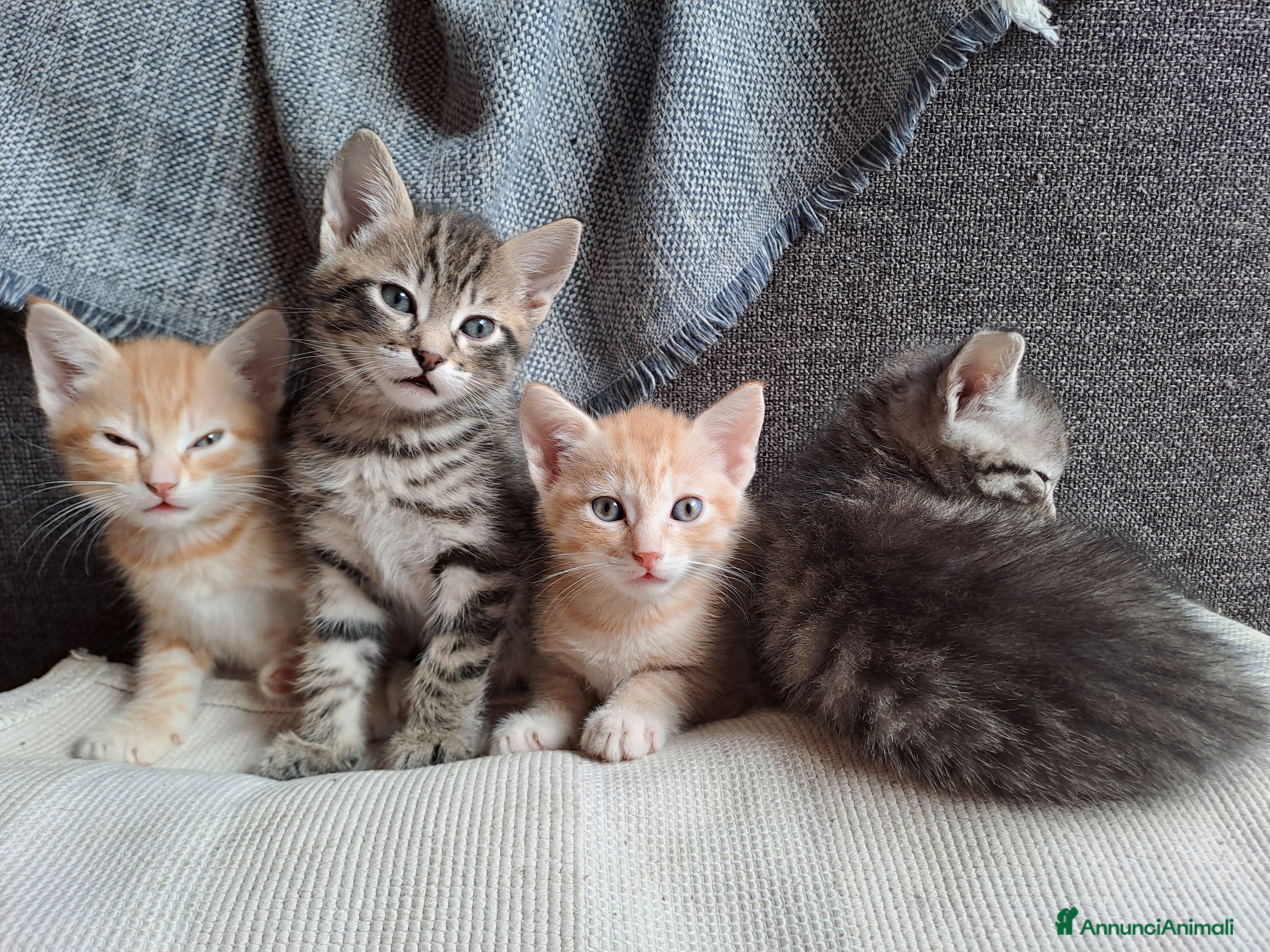 Meticcio gatti Gattini dolcissimi cercano casa - Annuncio 2