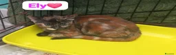 Meticcio cani in regalo: Una seconda possibilità di amore e coccole  - Annuncio 5