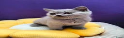British gatti in vendita: Cuccioli British Shorthair lilac  - Annuncio 11