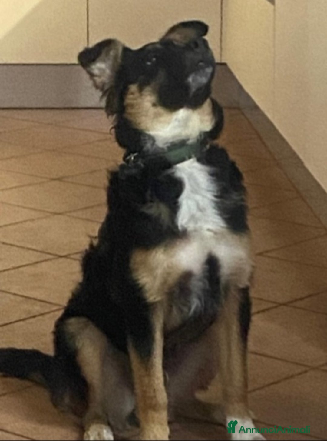 Meticcio cani in regalo: Pastorino 2anni RINUNCIA DI PROPRIETÀ.MANTOVA SOS a Città metropolitana di Milano - Annuncio 3