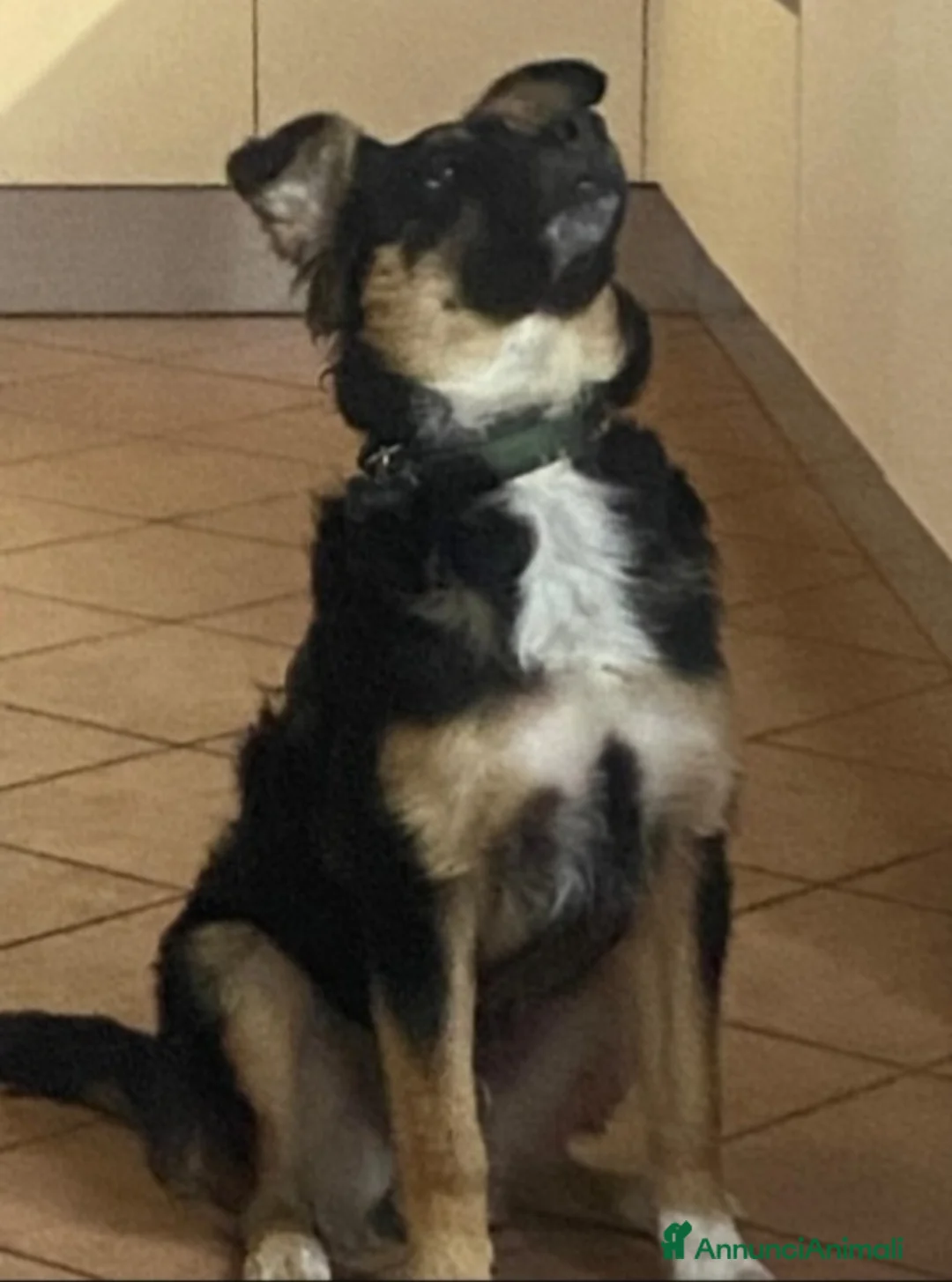 Meticcio cani in regalo: Pastorino 2anni RINUNCIA DI PROPRIETÀ.MANTOVA SOS a Città metropolitana di Milano - Annuncio 3