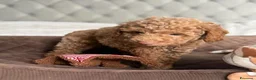 Barboncino Toy cani in vendita: Splendidi Cuccioli Di Barboncino Toy a Provincia di Viterbo - Annuncio 2