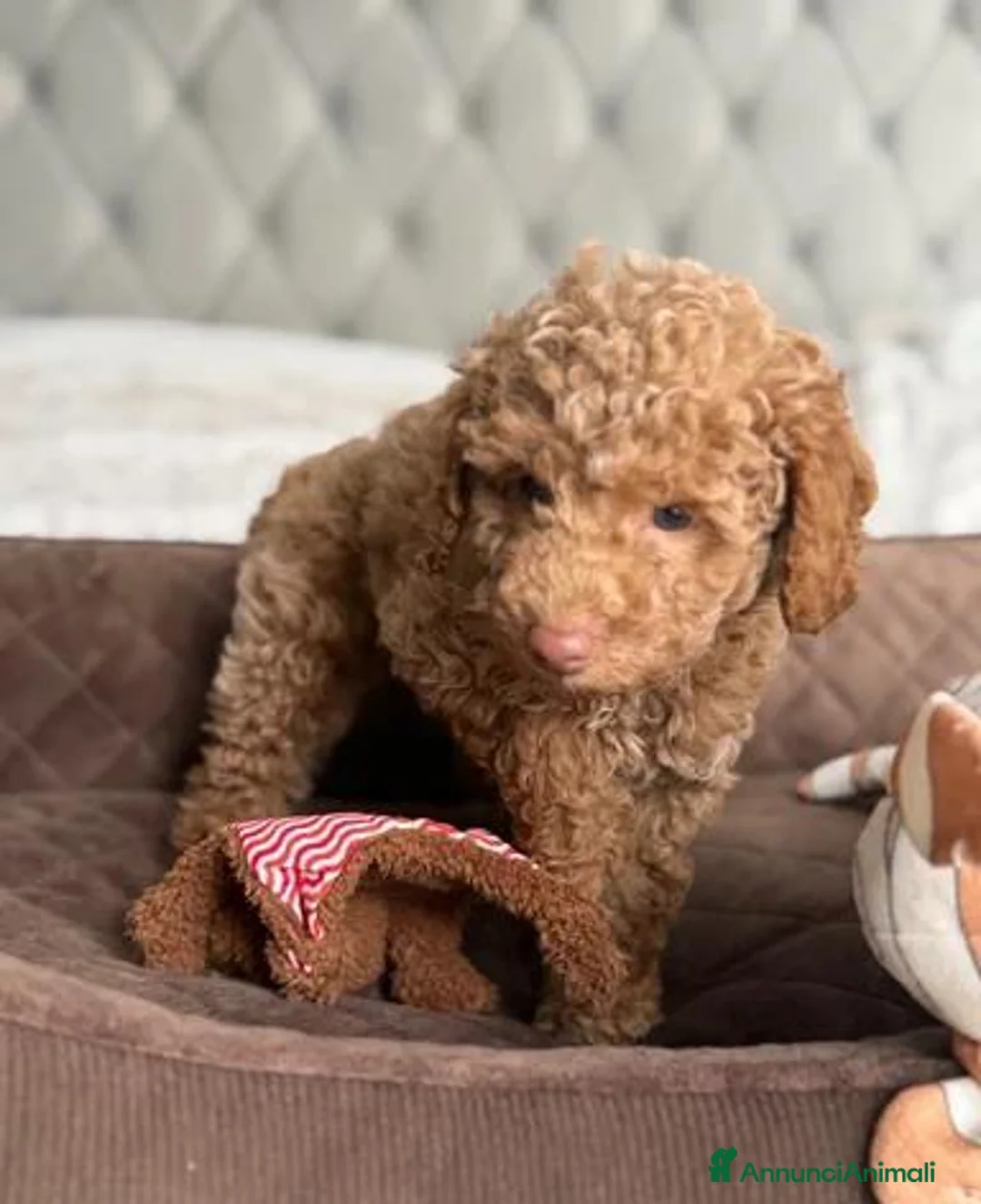 Barboncino Toy cani in vendita: Splendidi Cuccioli Di Barboncino Toy a Provincia di Viterbo - Annuncio 2