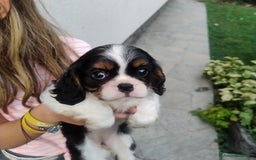 Cavalier King cani in vendita: Cavalier king con pedigree pronta da subito  a Provincia di Lecco - Immagine 16