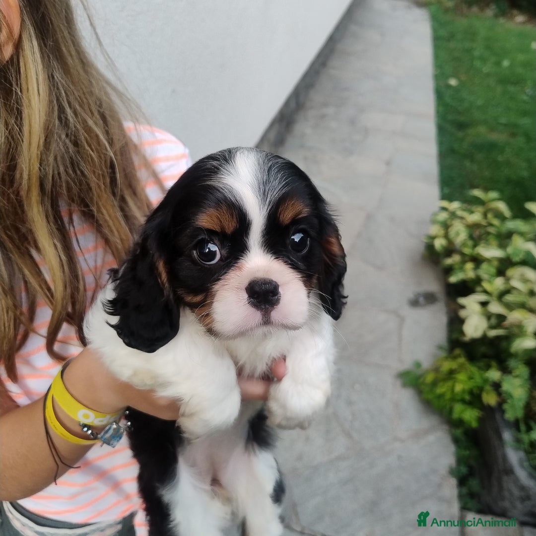 Cavalier King cani in vendita: Cavalier king con pedigree pronta da subito  a Provincia di Lecco - Immagine 16