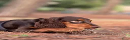 Cocker cani in vendita: Prenotazioni cuccioli di English Cocker Spaniel  a Provincia di Cosenza - Annuncio 14
