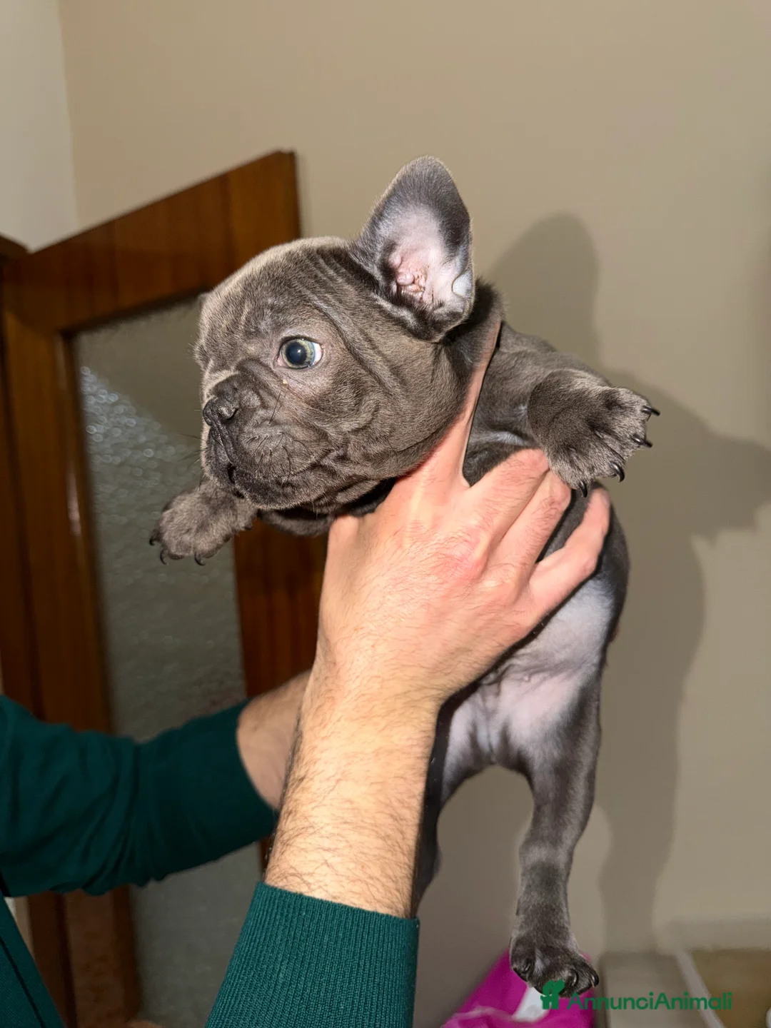 Bulldog Francese cani in vendita: Vendo Bulldog francese  - Annuncio 3