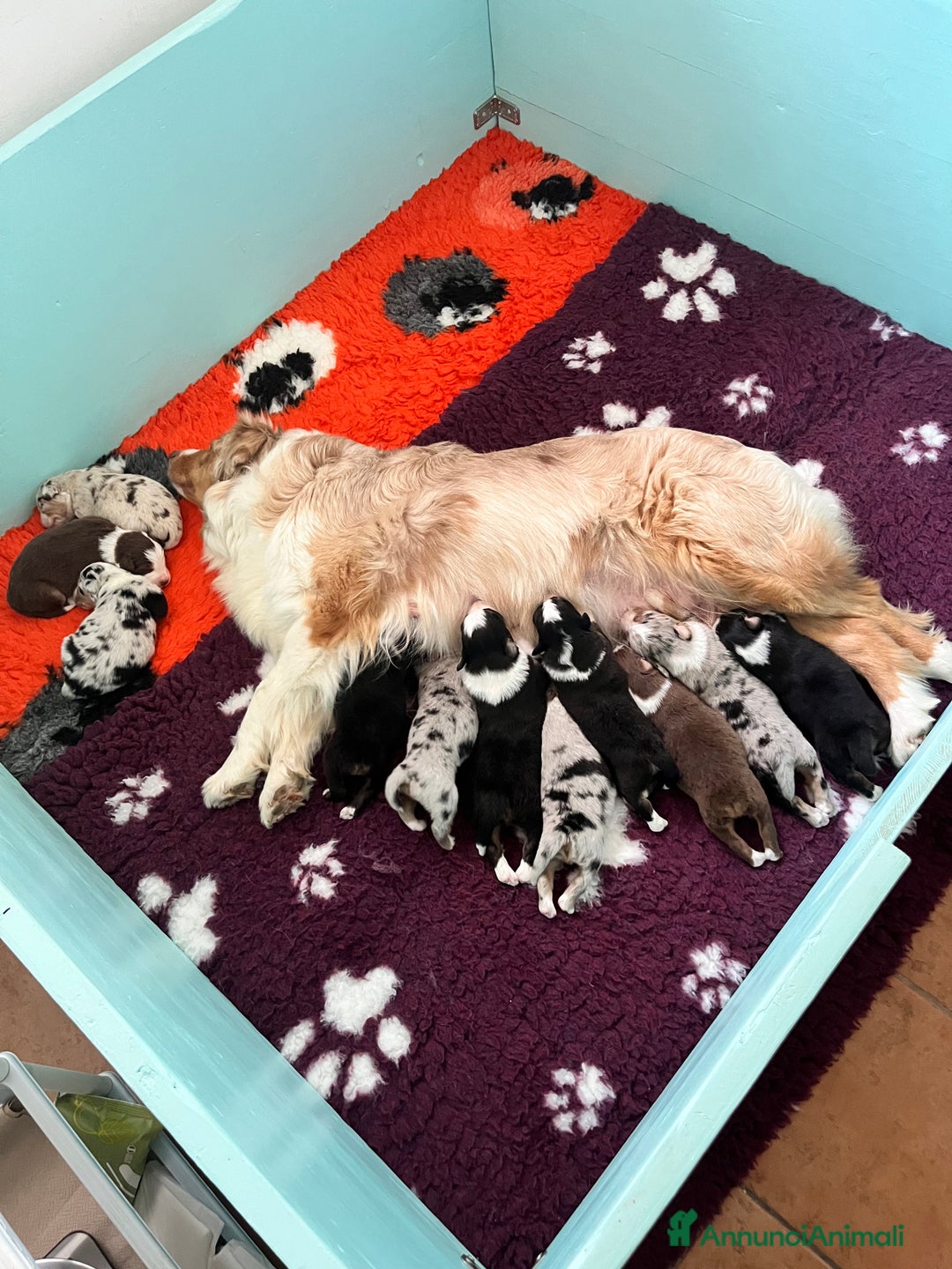 Australian Shepherd cani in vendita: Cuccioli Australian Shepherd con pedigree - Immagine 5