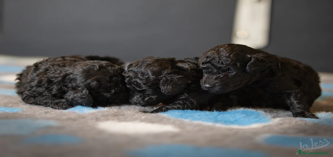 Immagine della galleria {{count}}