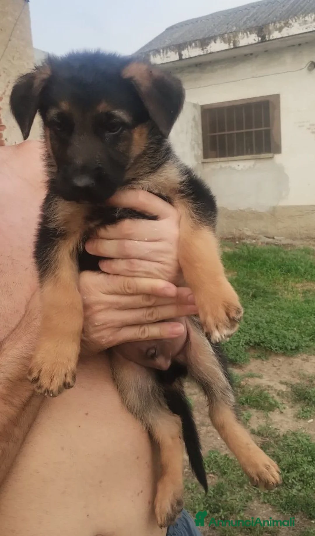 Pastore Tedesco cani in vendita: Vendesi  - Annuncio 2