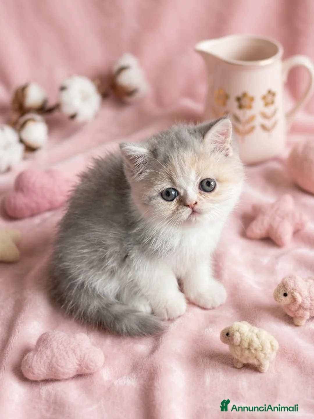Exotic Shorthair gatti in vendita: Cucciola Exotic Shorthair calico diluita - Annuncio 1