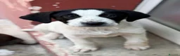 Meticcio cani in regalo: Maremmane  cucciole  a Provincia di Como - Annuncio 3