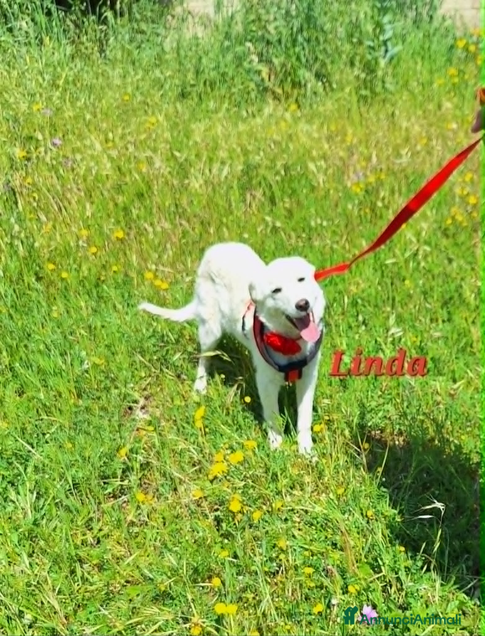 Meticcio cani Linda dolce cucciola aspetta la sua famiglia. - Annuncio 19