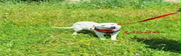 Meticcio cani in regalo: Linda dolce cucciola aspetta la sua famiglia. a Città metropolitana di Roma Capitale - Annuncio 1