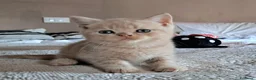 British gatti in vendita: Cuccioli british blu e crema - Annuncio 3