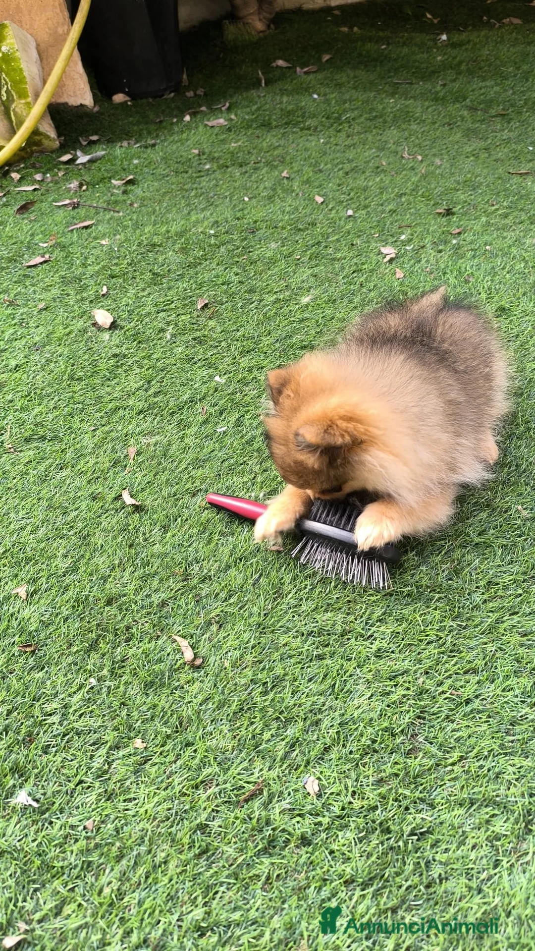 Volpino Pomerania cani in vendita: Pomerania pedigree enci  - Annuncio 2