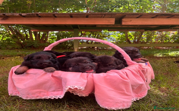 Pastore Tedesco cani a Provincia di Parma - Annuncio 6