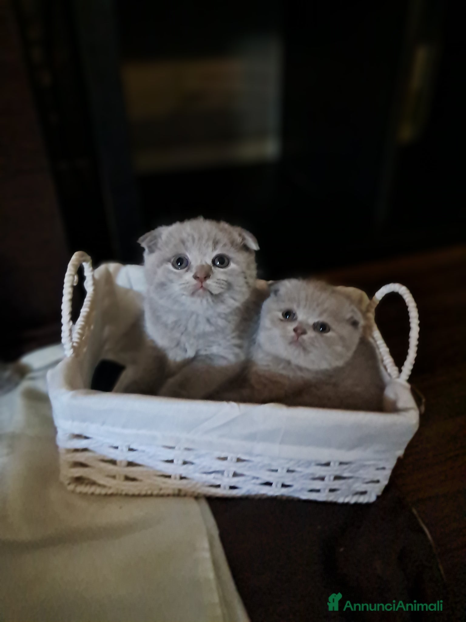 Scottish gatti Scottish fold maschio 2,5 mesi  - Annuncio 1