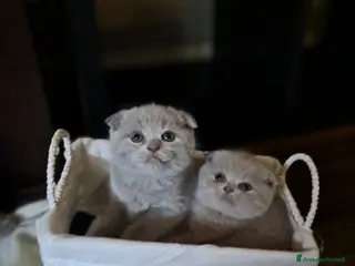 Scottish gatti Scottish fold maschio 2,5 mesi - Annuncio 1