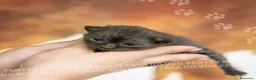 Scottish gatti in vendita: Cuccioli di Scottish Fold e Straight con Pedigree - Annuncio 28