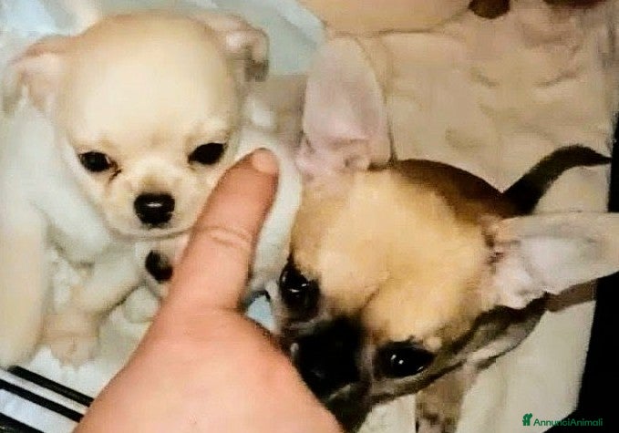Chihuahua cani Cuccioli di chihuahua PEDIGREE ENCI, - Annuncio 4