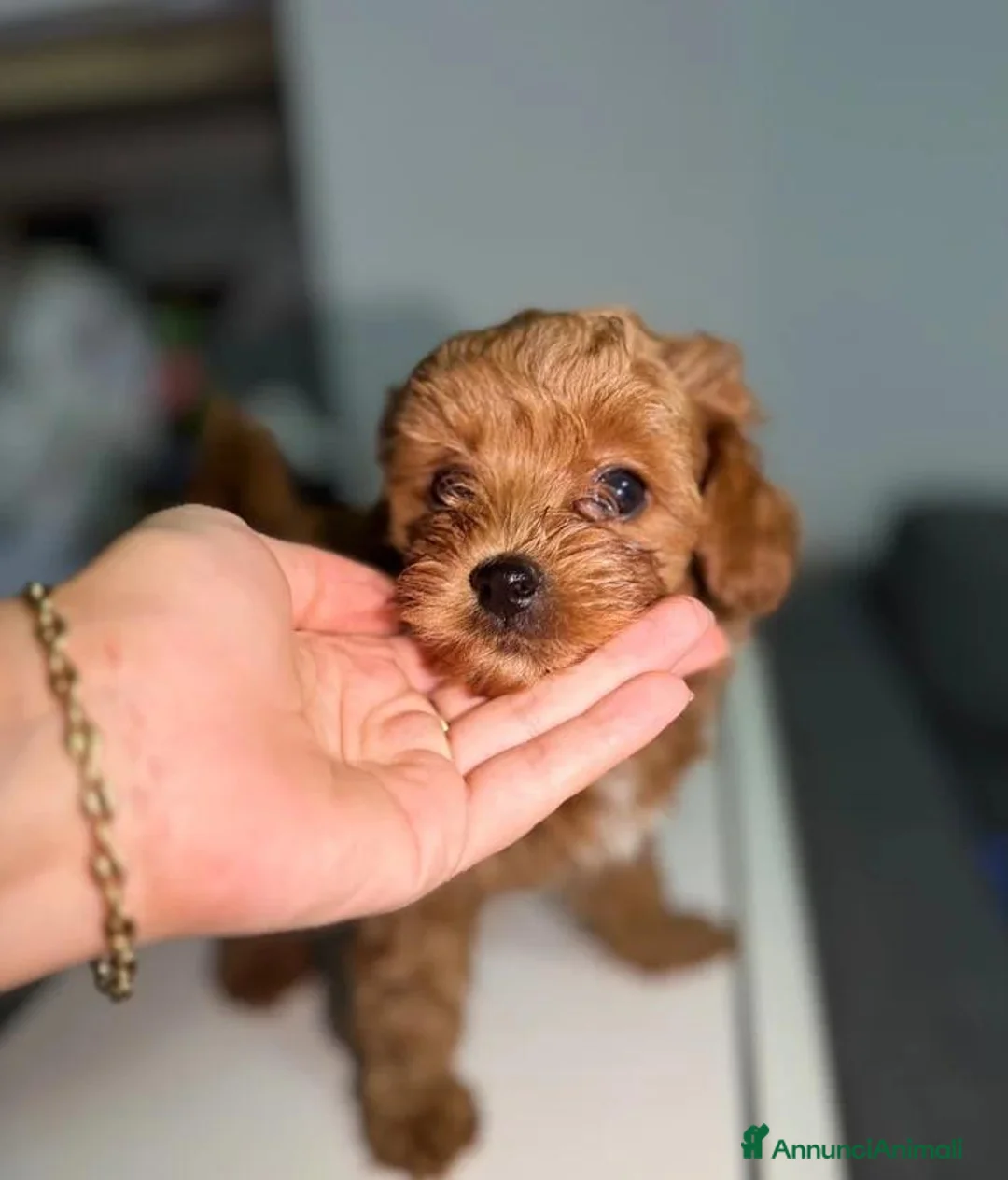 Maltipoo cani in vendita: Cuccioli di Maltipoo F1B a Città metropolitana di Milano - Annuncio 2