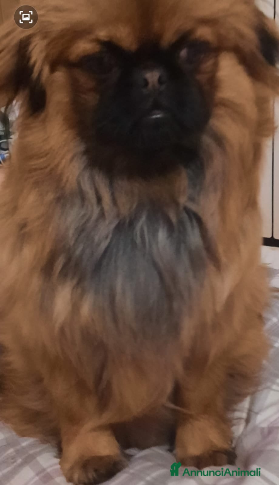Pechinese cani CUCCIOLI PECHINESI  - Annuncio 1