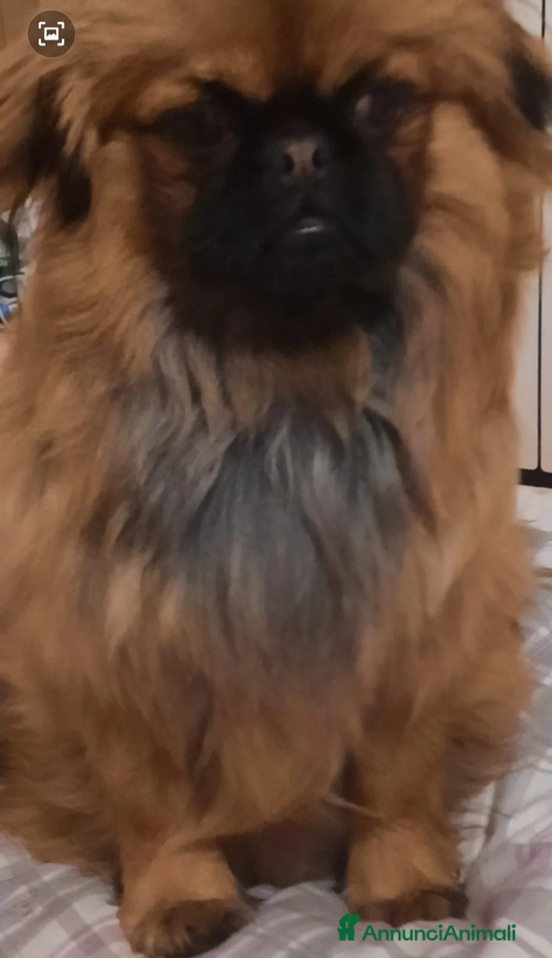 Pechinese cani in vendita: CUCCIOLI PECHINESI  a Provincia di Novara - Annuncio 1