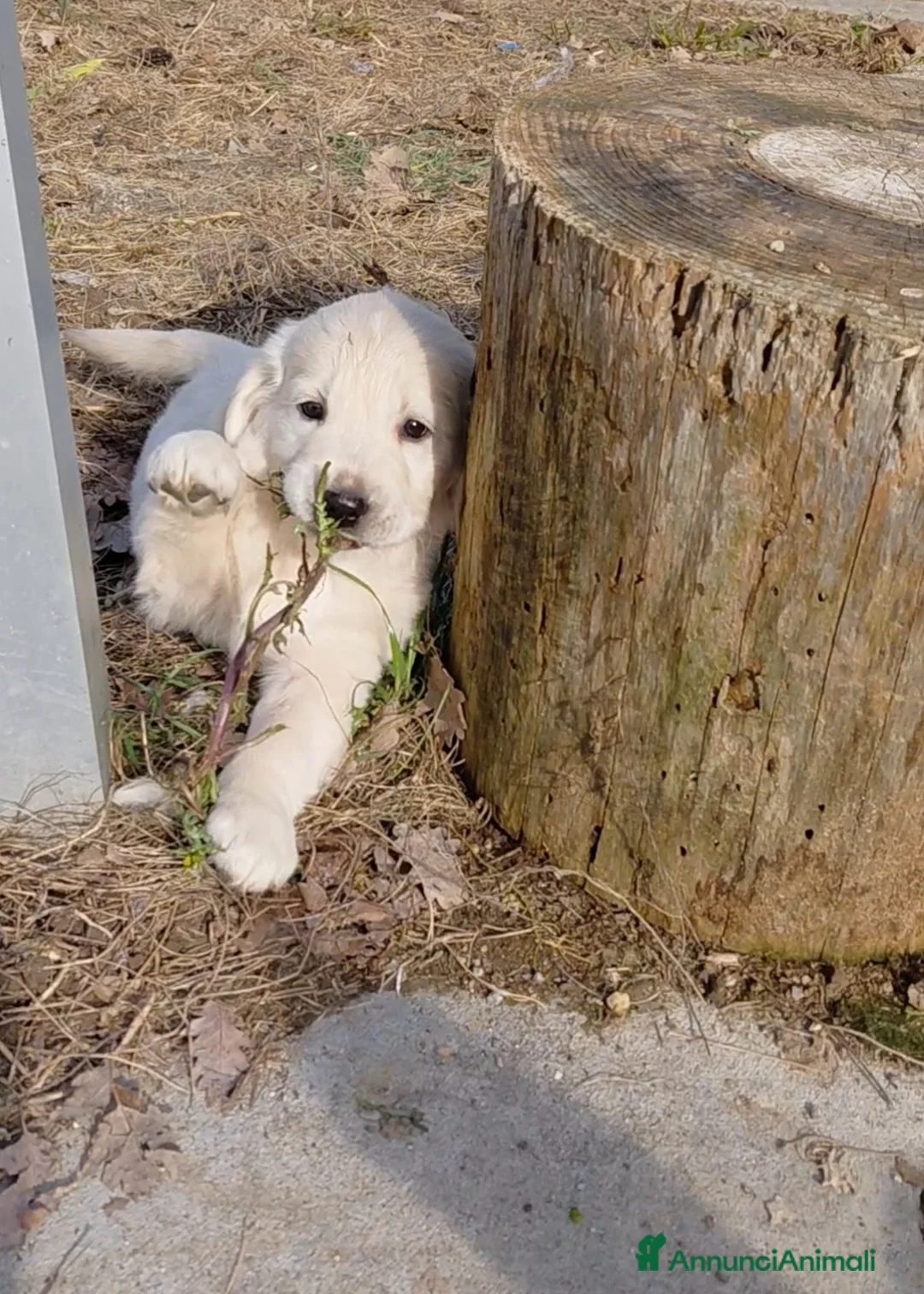 Golden Retriever cani in vendita: Cucciolindi Golden retriever - Annuncio 4