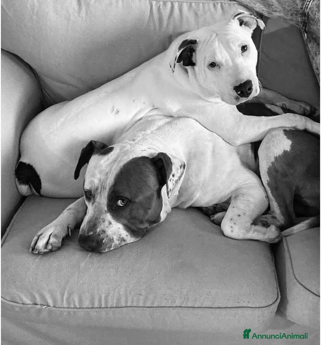American Staffordshire cani in vendita: Cuccioli di American Staffordshire Terrier  - Annuncio 6